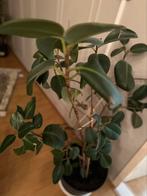 Kamerplanten plant ficus, 100 tot 150 cm, Ficus, Ophalen of Verzenden, Groene kamerplant