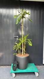 Mooie verrijdbare grijze pot met plant en aqua system, Ophalen of Verzenden, Zomer, Overige soorten, Volle zon