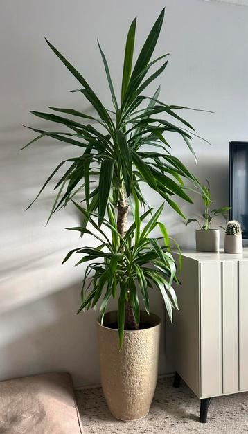 Yucca Elephantipes kamerplant met pot
