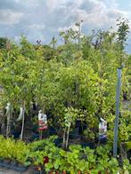 Fruitbomen, Tuin en Terras, Planten | Bomen, Ophalen, Overige soorten