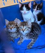Kittens kruising oosterse korthaar, Dieren en Toebehoren, Meerdere dieren, Kortharig, 0 tot 2 jaar