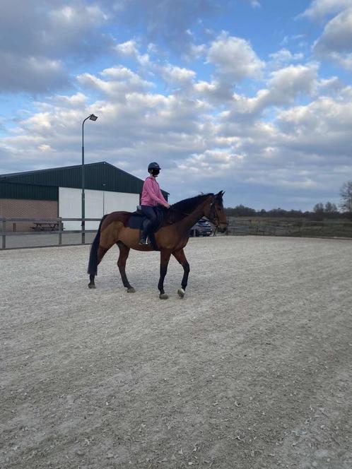 Verzorgpony/bijrijdpony gezocht omgeving utrecht, Dieren en Toebehoren, Paarden en Pony's | Verzorgingsproducten, Zo goed als nieuw