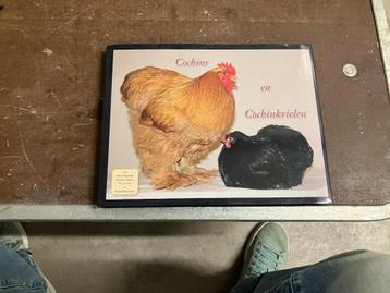 cochin kriel kippenras China beschikbaar voor biedingen