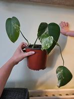 2 monstera variegata stekken, Huis en Inrichting, Kamerplanten, Overige soorten, Minder dan 100 cm, Groene kamerplant, Halfschaduw
