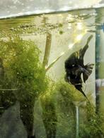 Te koop maanvis koppel, Dieren en Toebehoren, Vissen | Aquariumvissen, Vis