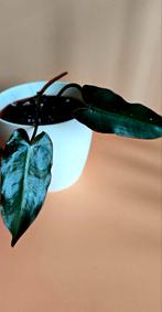 Philodendron Billietiae x Atabapoense – babyplant, Ophalen of Verzenden, Overige soorten, Minder dan 100 cm
