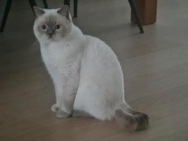 DEKKATER Britche korthaar lilapoint, Dieren en Toebehoren, Katten en Kittens | Raskatten | Korthaar, Kater