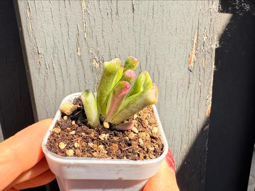 Crassula oblique 'Gollum'Variegated/pot 5cm/vetplant, Huis en Inrichting, Kamerplanten, Overige soorten, Minder dan 100 cm, Ophalen of Verzenden