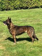 Hollandse Herder teef met KNPV certificaat, Dieren en Toebehoren, Honden | Herdershonden en Veedrijvers, Teef, Eén hond, 3 tot 5 jaar