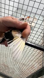 Kleine putters Anatolia 2025, Dieren en Toebehoren, Vogels | Overige Vogels, Meerdere dieren, Wildzangvogel, Geringd