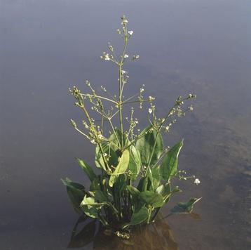 vijverplanten, zuurstofplanten, waterlelie beschikbaar voor biedingen