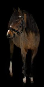 Gouden Welsh kinderpony, Dieren en Toebehoren, C pony (1.27m tot 1.37m), 11 jaar of ouder, Merrie, Gechipt