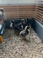 Noord hollands blauwe kippen kuikentjes, Dieren en Toebehoren, Pluimvee, Meerdere dieren, Kip
