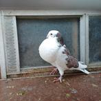 Kropper doffer., Dieren en Toebehoren, Vogels | Duiven, Mannelijk, Kropper