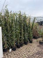 Hedera black friday aanbieding tot 2/12 20 uur 9,95, Tuin en Terras, Planten | Tuinplanten, Ophalen, Vaste plant, Klimplanten