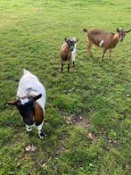 Dwerggeitjes 3 dames, Dieren en Toebehoren, Meerdere dieren, Geit