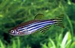 Zebrabarbeel - Scholenvis voor uw aquarium - 5 voor €6,95!, Vis, Zoetwatervis, Schoolvis