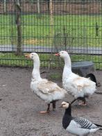 Koppel krulveer ganzen van 2025, Dieren en Toebehoren, Pluimvee