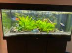 Juwel Rio 180 Aquarium, Ophalen, Zo goed als nieuw, Leeg aquarium