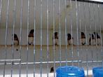Diverse leuke tropen, Meerdere dieren, Tropenvogel, Geringd