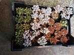 Hele mooi vetplanten 27 stuks, Huis en Inrichting, Kamerplanten, Vetplant, Ophalen of Verzenden, In pot, Minder dan 100 cm