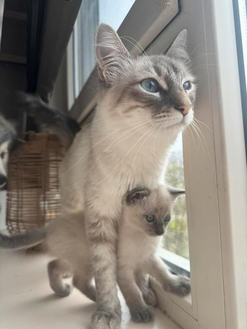 Siamees kittens 🥰, Dieren en Toebehoren, Katten en Kittens | Raskatten | Korthaar, Kater, 0 tot 2 jaar, Ontwormd