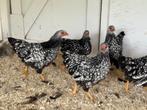 Te koop Wyandotte kriel, Dieren en Toebehoren, Pluimvee, Vrouwelijk, Kip