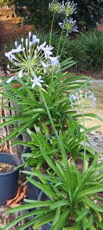 Agapanthus,  Afrikaanse Lelie, bruidsbloem blauw Bloeiend., Ophalen, Zomer, Overige soorten, Volle zon