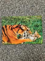 Oude Postkaart: Tijger met Jong, Ophalen of Verzenden, 1980 tot heden, Ongelopen