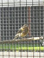 Bonte kanarie man., Dieren en Toebehoren, Vogels | Kanaries, Mannelijk, Kleurkanarie