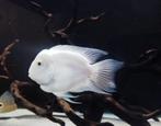 Witte papegaai cichlide, Dieren en Toebehoren, Vissen | Aquariumvissen, Zoetwatervis, Vis
