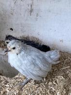 9 Watermaalse baardkriel kuikens van 28 september jl, Vrouwelijk, Kip