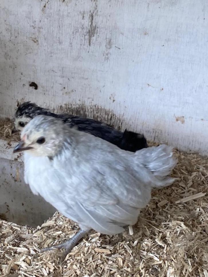 9 Watermaalse baardkriel kuikens van 28 september jl, Dieren en Toebehoren, Pluimvee, Kip, Vrouwelijk