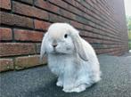 Lief minilop rammetje, Dieren en Toebehoren, Konijnen, Mannelijk, Dwerg, Hangoor, 0 tot 2 jaar