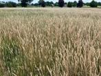 Hooi, 45 kleine pakjes van paardenweidegras te koop 2025, Dieren en Toebehoren, Dierenvoeding, Ophalen, Vee