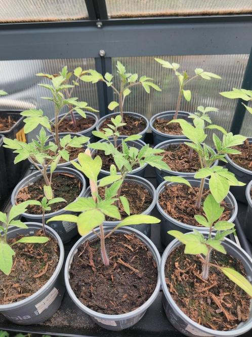 Vleestomaat Fiorentino  ( nog 18 te koop ), Tuin en Terras, Planten | Tuinplanten, Eenjarig, Groenteplanten, Volle zon, Zomer