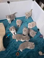 Mooie lieve britse korthaar kittens, November, Meerdere dieren
