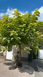 Boom (geen idee), Ophalen, Halfschaduw, Overige soorten, 100 tot 250 cm