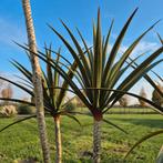 Kunst Palmboom - 160 cm hoog, Ophalen