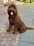 Labradoodle Dekreu f5 met australian bloed niet te koop !, Dieren en Toebehoren, Honden | Dekreuen, Reu, CDV (hondenziekte), 1 tot 2 jaar