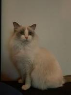 Ragdoll Poes Lilac Bicolor, Poes