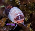 Cubaris sp. White Shark isopods / pissebedden, Dieren en Toebehoren, Overige soorten