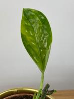 Monstera Karsentianum “Peru” Variegata #2, Huis en Inrichting, Kamerplanten, Ophalen of Verzenden, Halfschaduw, Minder dan 100 cm