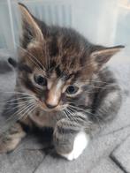 Kittens, Dieren en Toebehoren, Katten en Kittens | Overige Katten, Meerdere dieren