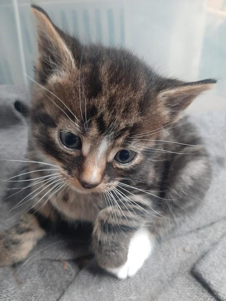 Kittens, Dieren en Toebehoren, Katten en Kittens | Overige Katten, Meerdere dieren
