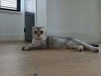 Prachtige Britse korthaar poes, niet gesteriliseerd, Dieren en Toebehoren, Katten en Kittens | Raskatten | Langhaar, Poes, Ontwormd