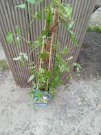 klimplanten  clematis, Tuin en Terras, Planten | Tuinplanten, Volle zon, Vaste plant, Ophalen of Verzenden, Klimplanten