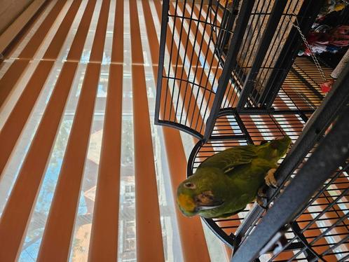 Amazone papegaai (koppel), Dieren en Toebehoren, Vogels | Parkieten en Papegaaien, Papegaai, Meerdere dieren, Pratend, Tam, Geringd