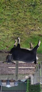 Dwerggeit, Dieren en Toebehoren, Schapen, Geiten en Varkens, Vrouwelijk, Geit, 0 tot 2 jaar