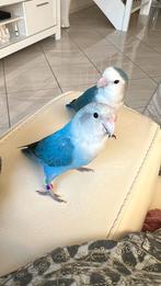 Agapornis roseicollis dwergpapegaaien, Dieren en Toebehoren, Vogels | Parkieten en Papegaaien, Meerdere dieren, Dwergpapegaai of Agapornis